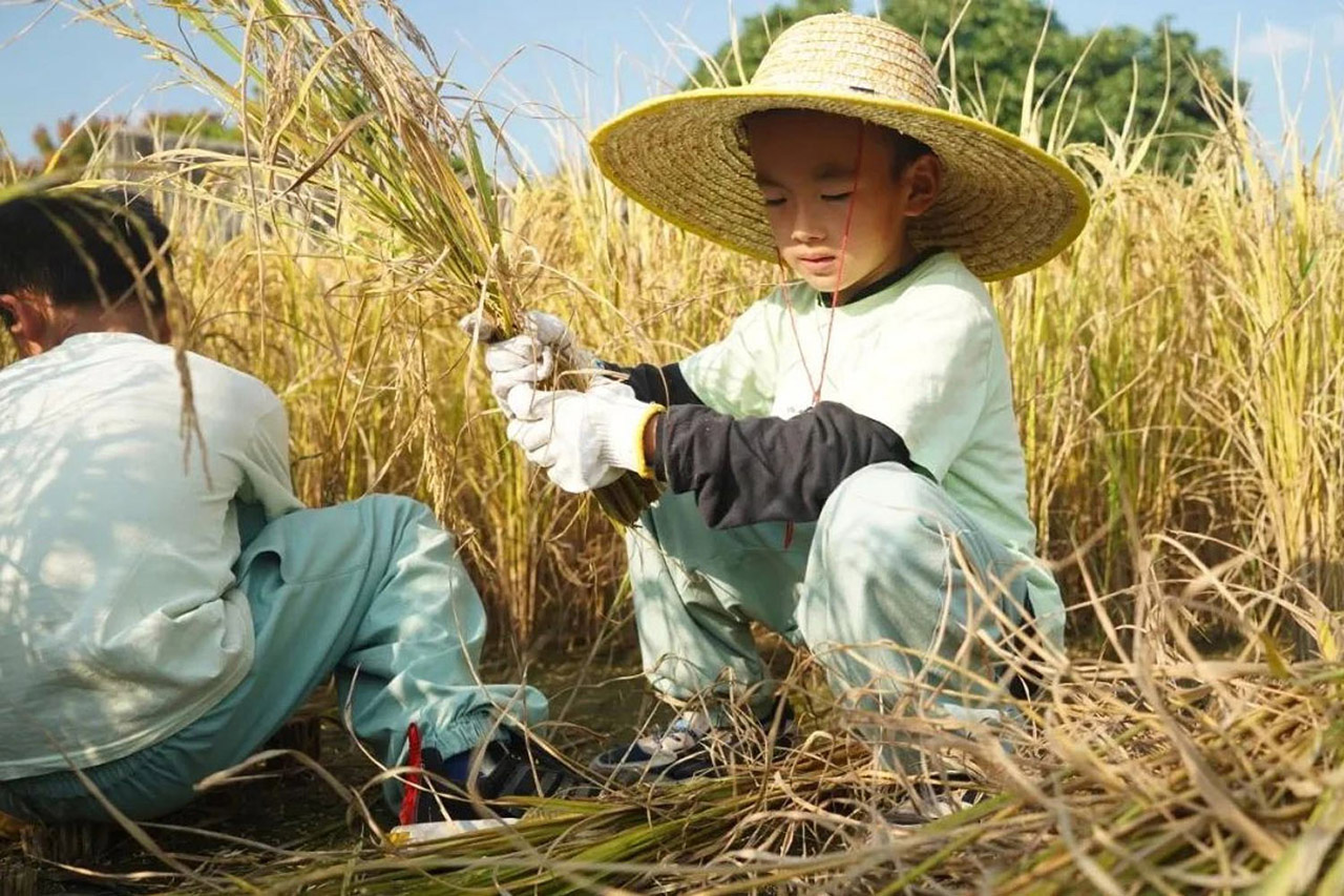 秋收其实春耕园 稻花香里话丰年 春耕园学子的秋收节